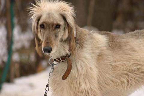 https://images.dog.ceo/breeds/saluki/n02091831_1110.jpg