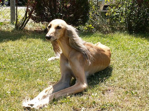 https://images.dog.ceo/breeds/saluki/n02091831_11177.jpg