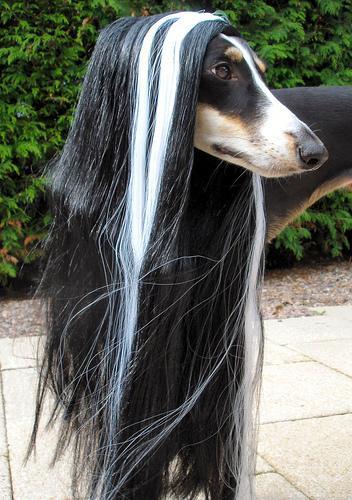 https://images.dog.ceo/breeds/saluki/n02091831_11224.jpg