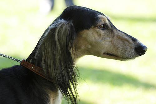 https://images.dog.ceo/breeds/saluki/n02091831_11553.jpg