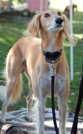 https://images.dog.ceo/breeds/saluki/n02091831_1182.jpg