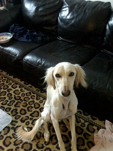 https://images.dog.ceo/breeds/saluki/n02091831_12881.jpg