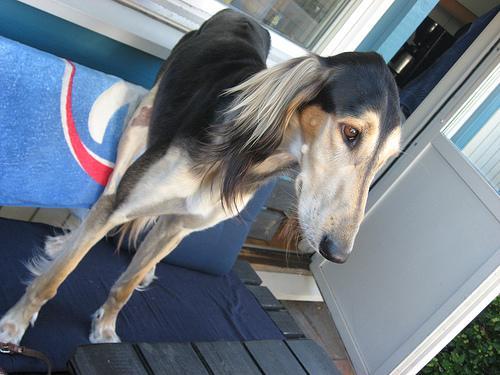 https://images.dog.ceo/breeds/saluki/n02091831_13361.jpg