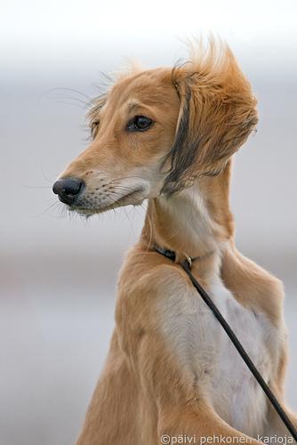 https://images.dog.ceo/breeds/saluki/n02091831_13767.jpg