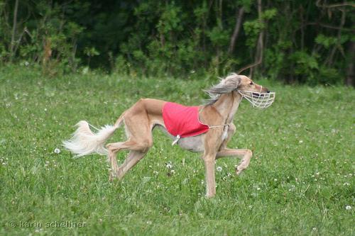 https://images.dog.ceo/breeds/saluki/n02091831_13774.jpg