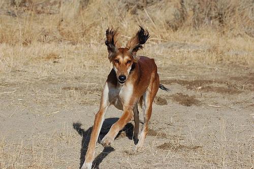 https://images.dog.ceo/breeds/saluki/n02091831_1400.jpg