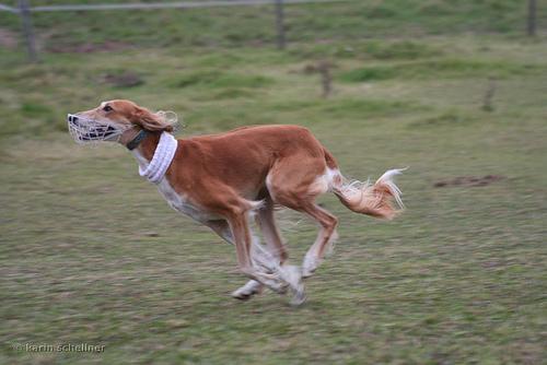 https://images.dog.ceo/breeds/saluki/n02091831_1495.jpg