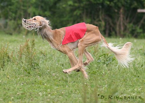 https://images.dog.ceo/breeds/saluki/n02091831_1507.jpg