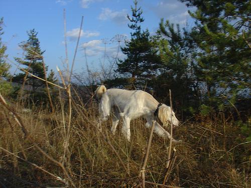 https://images.dog.ceo/breeds/saluki/n02091831_151.jpg