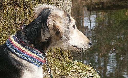 https://images.dog.ceo/breeds/saluki/n02091831_1512.jpg