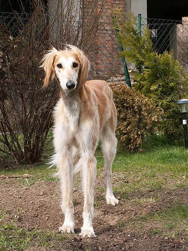 https://images.dog.ceo/breeds/saluki/n02091831_1565.jpg