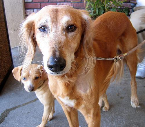 https://images.dog.ceo/breeds/saluki/n02091831_1696.jpg