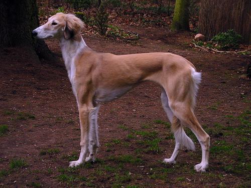 https://images.dog.ceo/breeds/saluki/n02091831_1730.jpg