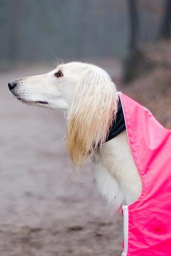 https://images.dog.ceo/breeds/saluki/n02091831_1801.jpg