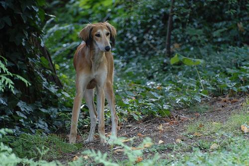 https://images.dog.ceo/breeds/saluki/n02091831_2108.jpg