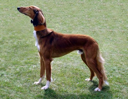 https://images.dog.ceo/breeds/saluki/n02091831_2232.jpg