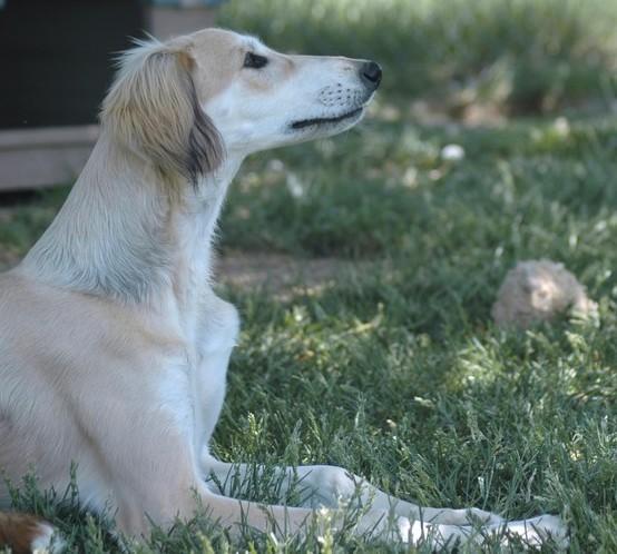 https://images.dog.ceo/breeds/saluki/n02091831_2338.jpg