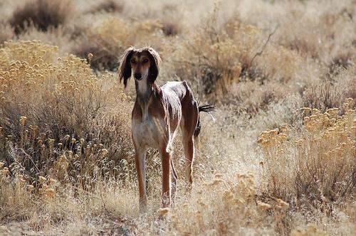 https://images.dog.ceo/breeds/saluki/n02091831_2344.jpg