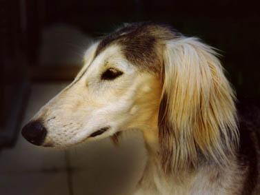 https://images.dog.ceo/breeds/saluki/n02091831_2362.jpg