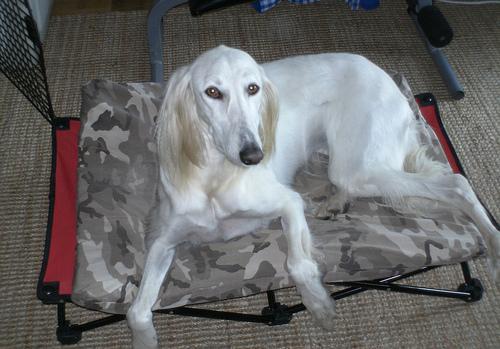 https://images.dog.ceo/breeds/saluki/n02091831_256.jpg