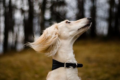 https://images.dog.ceo/breeds/saluki/n02091831_2586.jpg