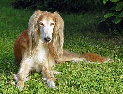 https://images.dog.ceo/breeds/saluki/n02091831_2606.jpg