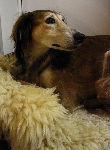 https://images.dog.ceo/breeds/saluki/n02091831_2858.jpg