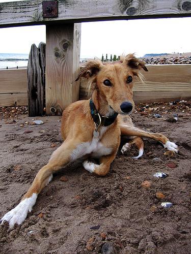 https://images.dog.ceo/breeds/saluki/n02091831_2880.jpg