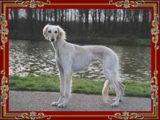 https://images.dog.ceo/breeds/saluki/n02091831_2995.jpg