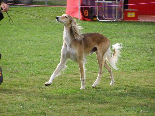 https://images.dog.ceo/breeds/saluki/n02091831_3052.jpg