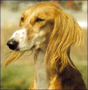 https://images.dog.ceo/breeds/saluki/n02091831_3061.jpg