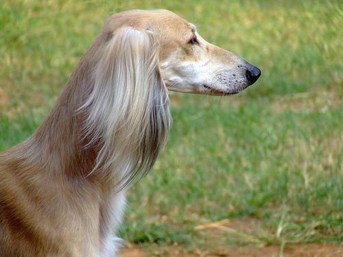 https://images.dog.ceo/breeds/saluki/n02091831_3064.jpg