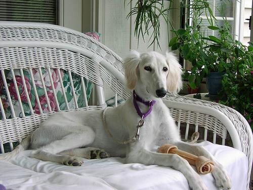 https://images.dog.ceo/breeds/saluki/n02091831_3067.jpg