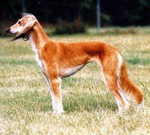 https://images.dog.ceo/breeds/saluki/n02091831_3108.jpg