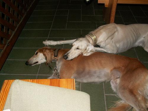 https://images.dog.ceo/breeds/saluki/n02091831_3180.jpg