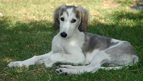 https://images.dog.ceo/breeds/saluki/n02091831_3222.jpg