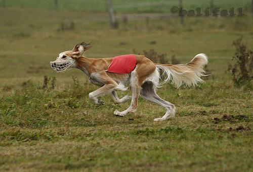 https://images.dog.ceo/breeds/saluki/n02091831_3254.jpg