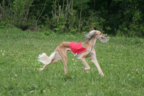 https://images.dog.ceo/breeds/saluki/n02091831_3300.jpg