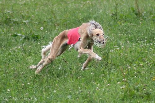 https://images.dog.ceo/breeds/saluki/n02091831_3339.jpg