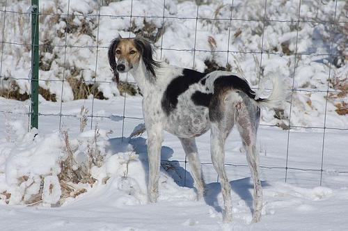 https://images.dog.ceo/breeds/saluki/n02091831_3433.jpg