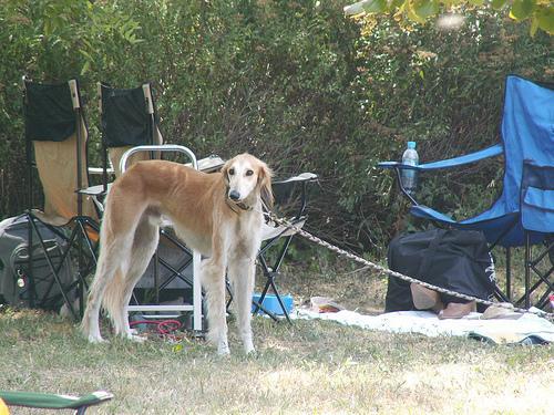 https://images.dog.ceo/breeds/saluki/n02091831_346.jpg