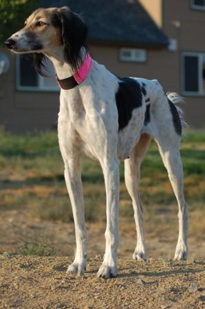 https://images.dog.ceo/breeds/saluki/n02091831_3594.jpg