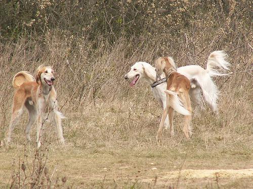 https://images.dog.ceo/breeds/saluki/n02091831_3616.jpg