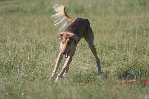 https://images.dog.ceo/breeds/saluki/n02091831_3760.jpg