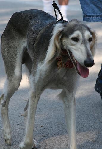 https://images.dog.ceo/breeds/saluki/n02091831_38.jpg