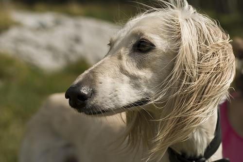 https://images.dog.ceo/breeds/saluki/n02091831_3846.jpg