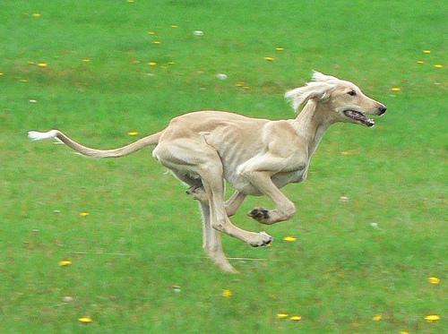 https://images.dog.ceo/breeds/saluki/n02091831_3847.jpg