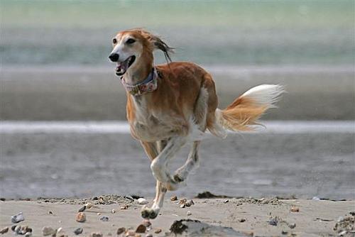 https://images.dog.ceo/breeds/saluki/n02091831_3962.jpg