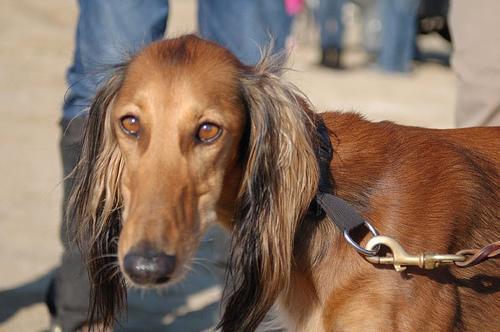 https://images.dog.ceo/breeds/saluki/n02091831_4030.jpg