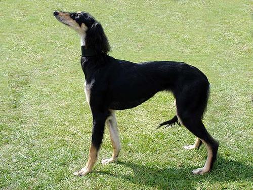 https://images.dog.ceo/breeds/saluki/n02091831_4087.jpg